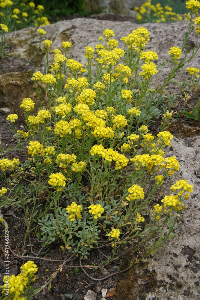 
Flowers in the spring garden