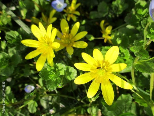 Fleurs sauvages jaune vif de ficaire fausse renoncule (Ficaria verna)