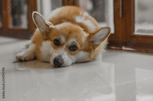 Adorable corgi dog laying on the floor with noise and grains film.