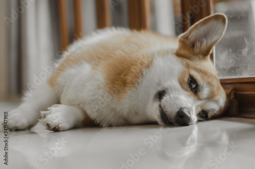 Adorable corgi dog laying on the floor with noise and grains film.