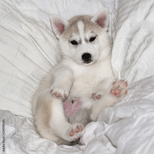 Cute siberian husky puppy sitting on white background. The dog is lying on the bed. Puppy indulges.