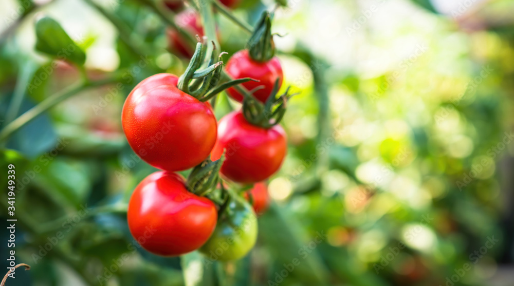 Fresh bunch of red ripe and unripe natural tomatoes growing on a branch in homemade greenhouse. Blurry background and copy space for your advertising text message