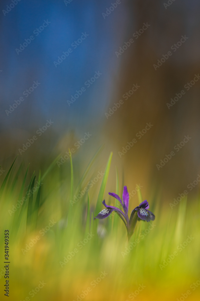 Fototapeta premium Beautiful harlequin blueflag flower in green grass. 