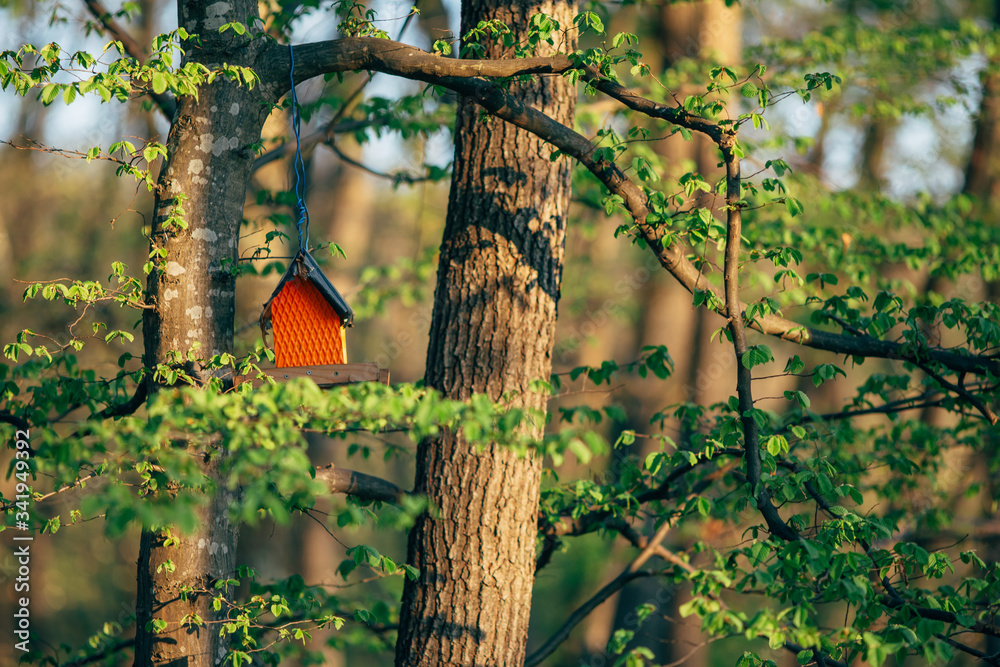 Birdhouse in the forest in spring with green leaves at sunset. Birdhouse in the forest in spring with green leaves at sunset.