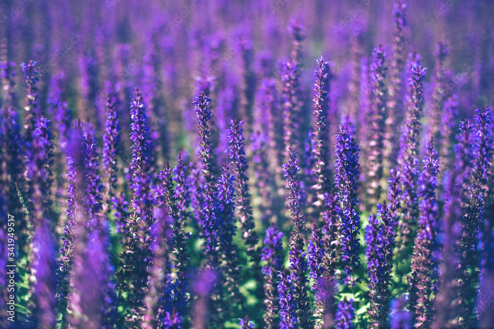 Naklejka premium Selektywna ostrość. Zamknij się w polu fioletowe dekoracyjne kwiaty szałwii. Piękny letni ogród fioletowy kwiat kwiatowy tło. Szałwia, trzmiel, szałwia leśna.