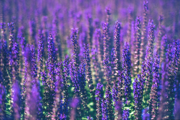 Sierkussen Paars Paarse saliebloemen in zomertuin  © Aleksandra Konoplya