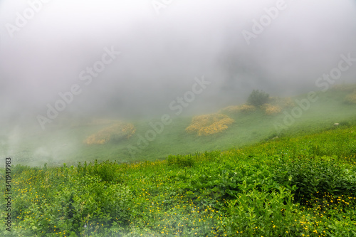 Green field with yellow flowers in the fog. © Dmitrii Potashkin