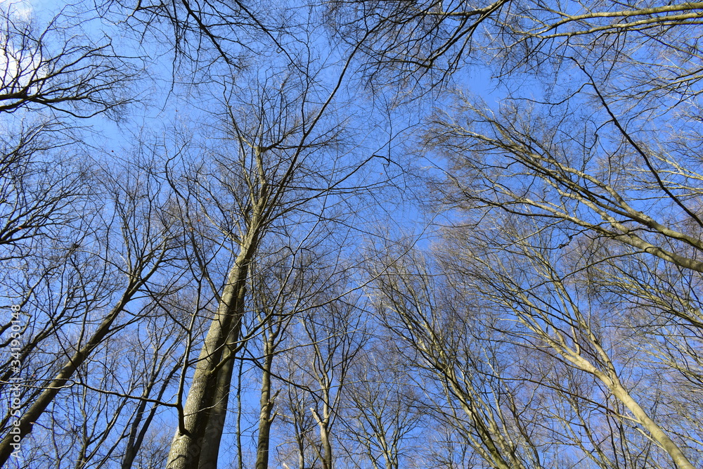 Blue sky and treetops in early spring Blue sky and treetops in early spring