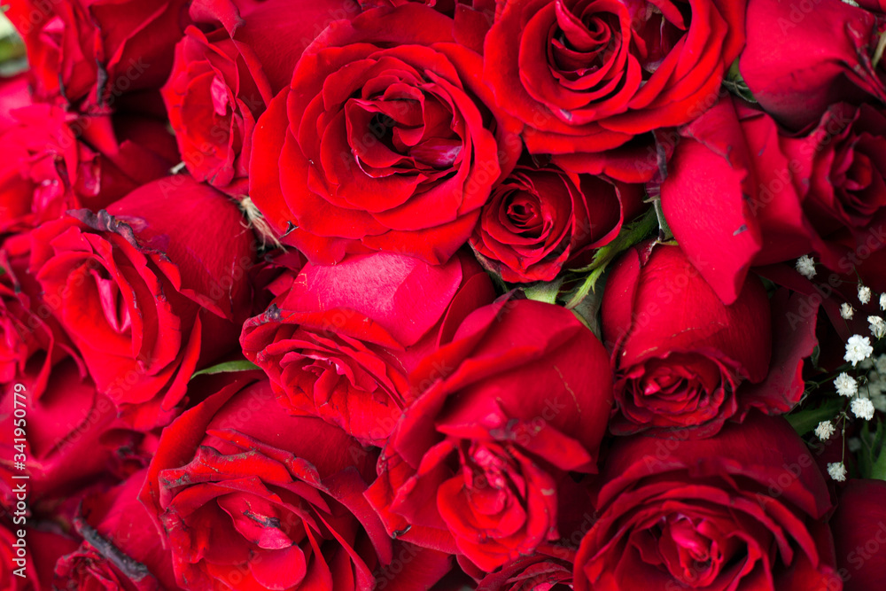 Natural red roses background Natural red roses background