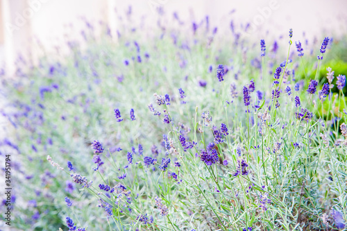 Closeup of lavender blooming in the garden