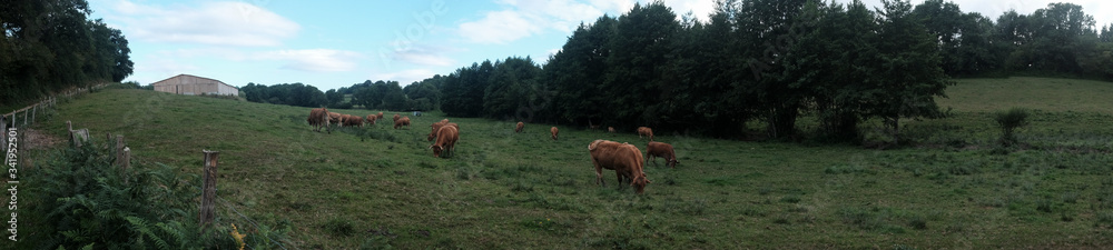 A herd of free cows eating the green grass.