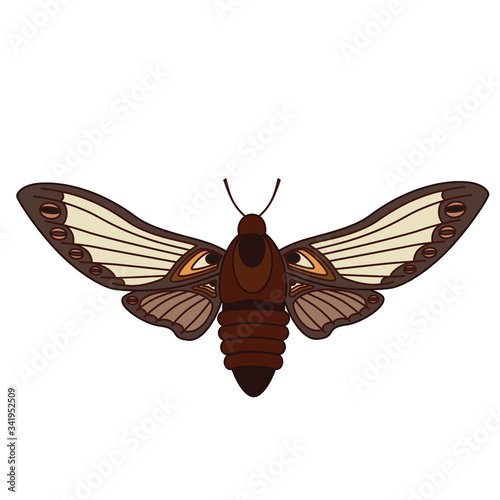 Butterfly Night Butterfly. Insects. Simple vector illustration. © Катя Гурьева