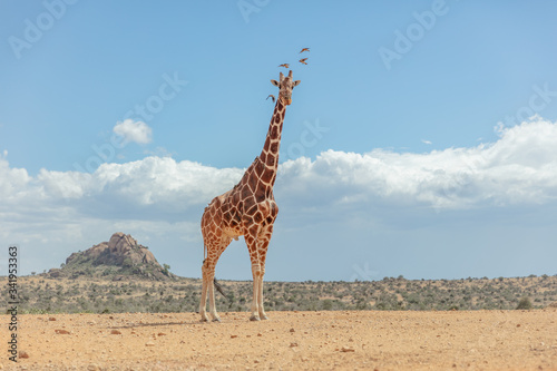 Photography reticulated giraffe in Kenya