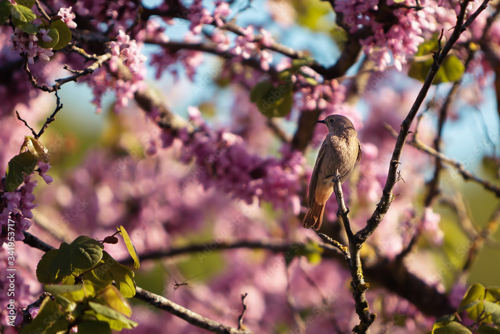 Oiseau Oiseau