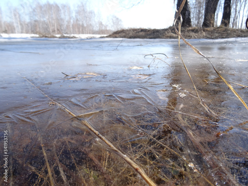 Fototapeta Naklejka Na Ścianę i Meble -  transparent ice on a puddle in the forest