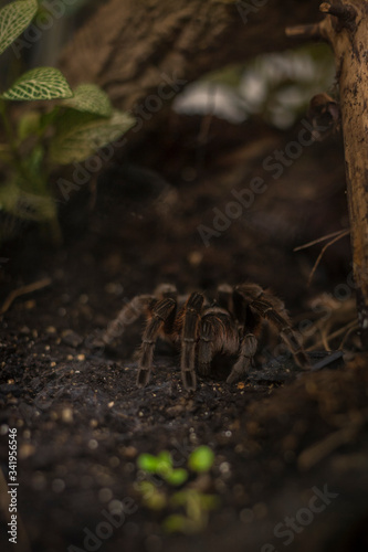 Exhibition of spiders and scorpions in Warsaw. Wystawa pająków i skorpionów