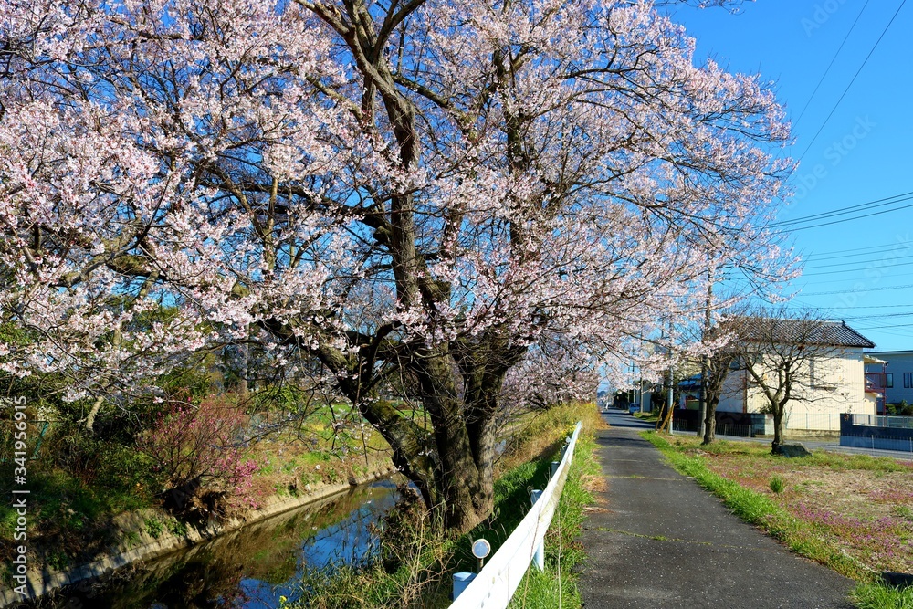 さくら　川　道　風景　杤木