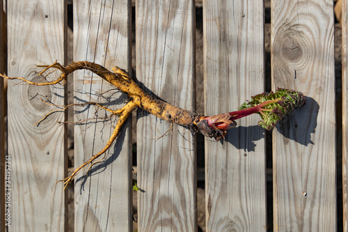 Rhubarb root on a wooden table in the garden
