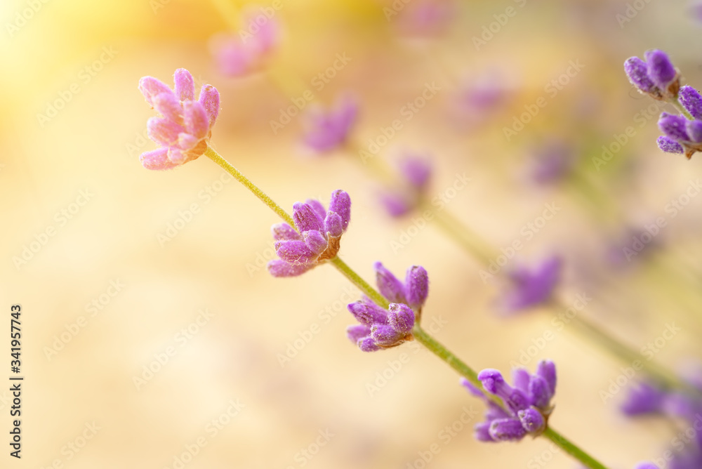 Obraz premium Lavender beautiful flowers