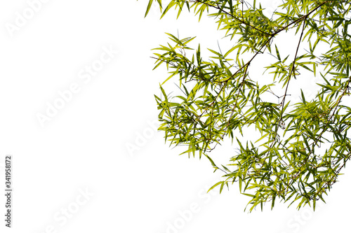 Bamboo leaves isolated on white background with clipping path.