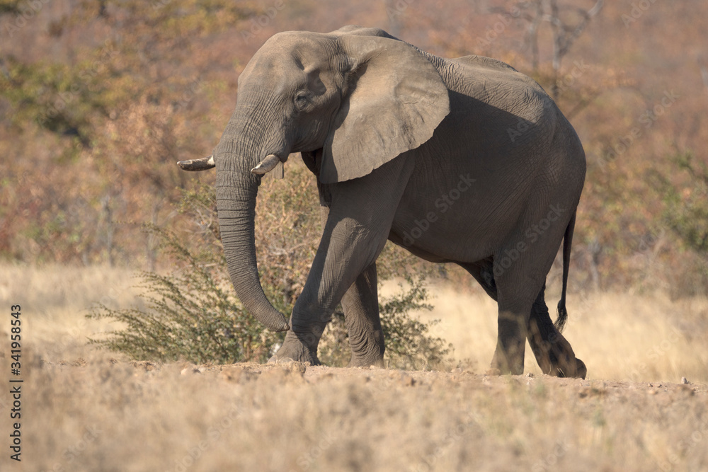 Fototapeta premium Elephant bull walking up gentle slope