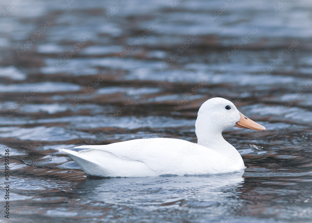 portrait of a white albino mallard duck bird in a pond water