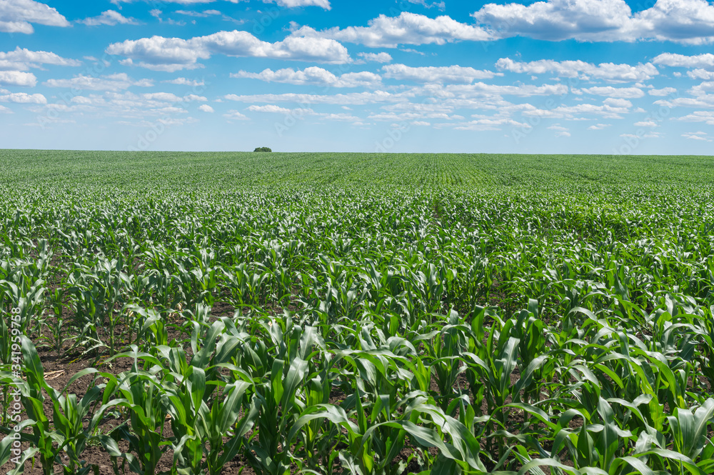 Summer landscape with young growth of maize field in central Ukraine