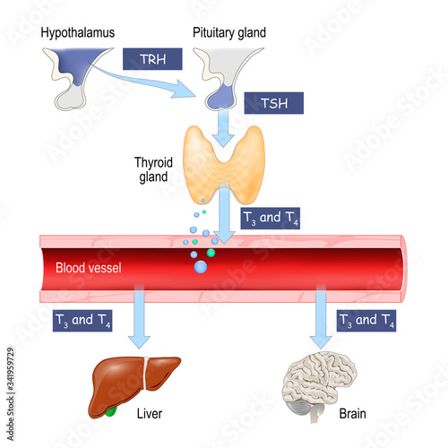 Thyroid Hormones. Regulation of vital Functions of body. Human endocrine system.