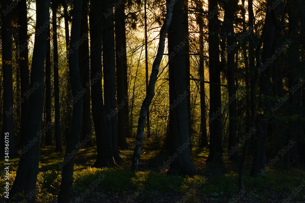 Obraz premium Sonnenaufgang im Wald Erzgebirge