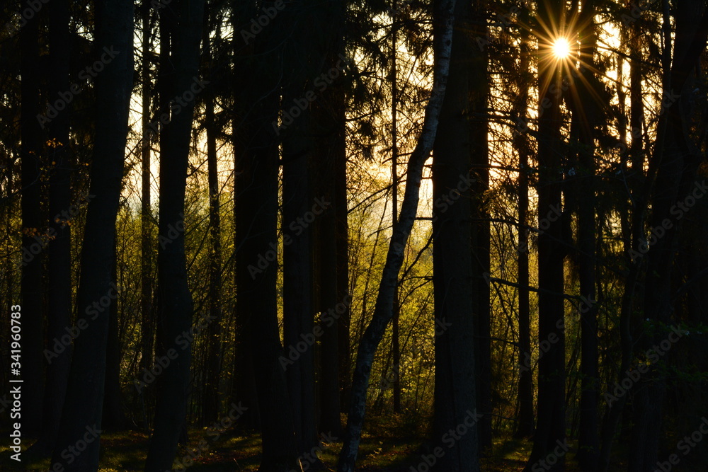 Obraz premium Sonnenaufgang im Wald Erzgebirge