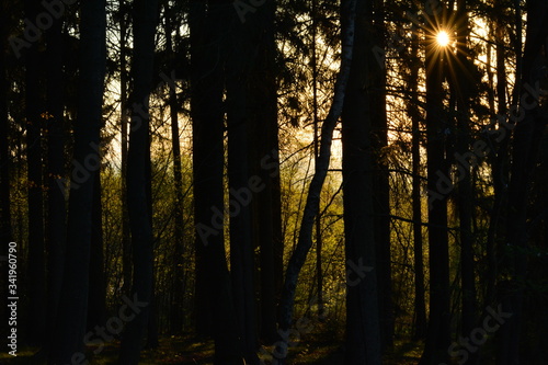 Fototapeta Naklejka Na Ścianę i Meble -  Sonnenaufgang im Wald  Erzgebirge