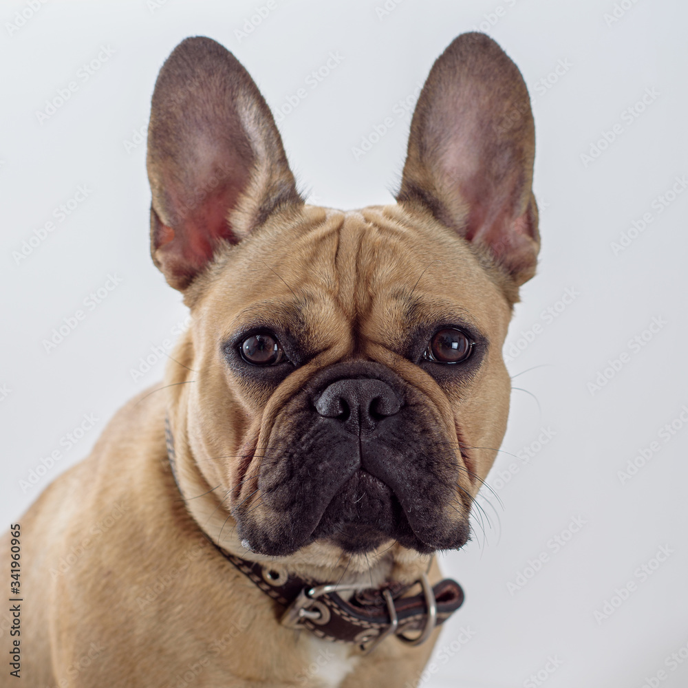 portpait of  the brown french bulldog.