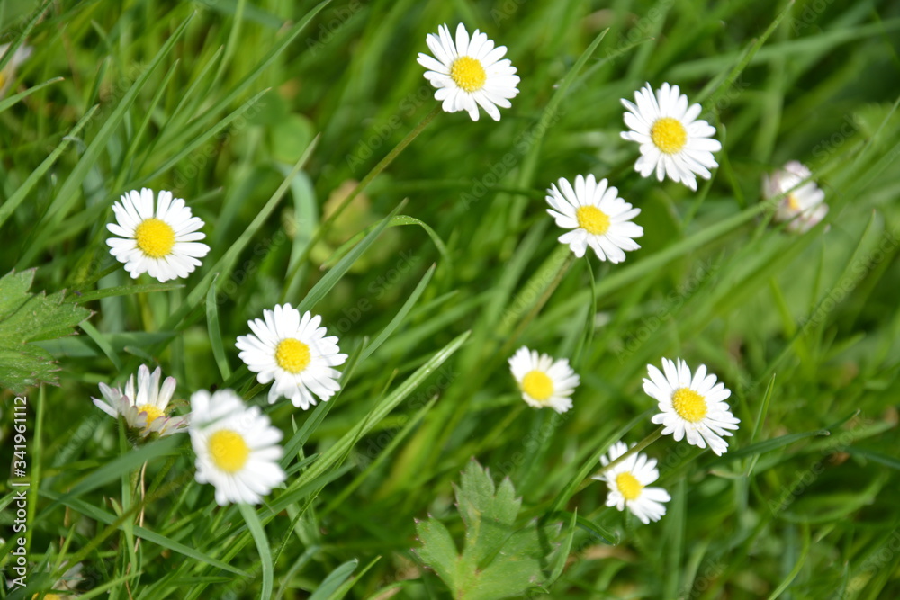 daisies daisies