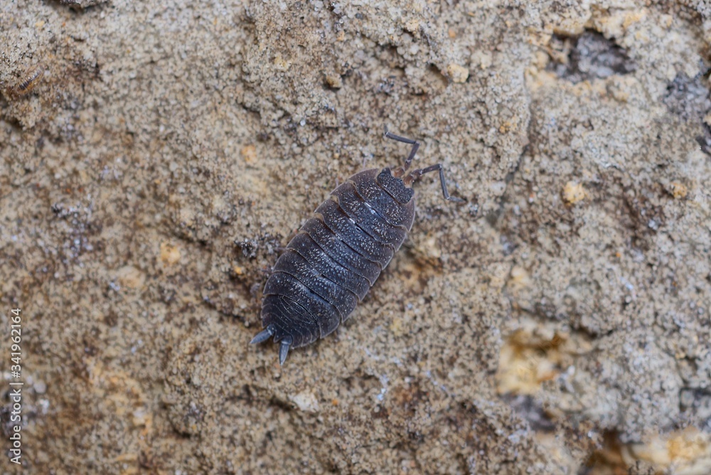 one small black insect wood louse is sitting on gray earth in nature one small black insect wood louse is sitting on gray earth in nature