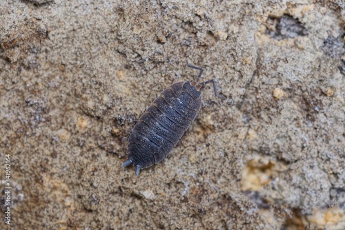 one small black insect wood louse is sitting on gray earth in nature