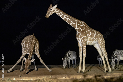 Photography Reticulated Giraffe at night