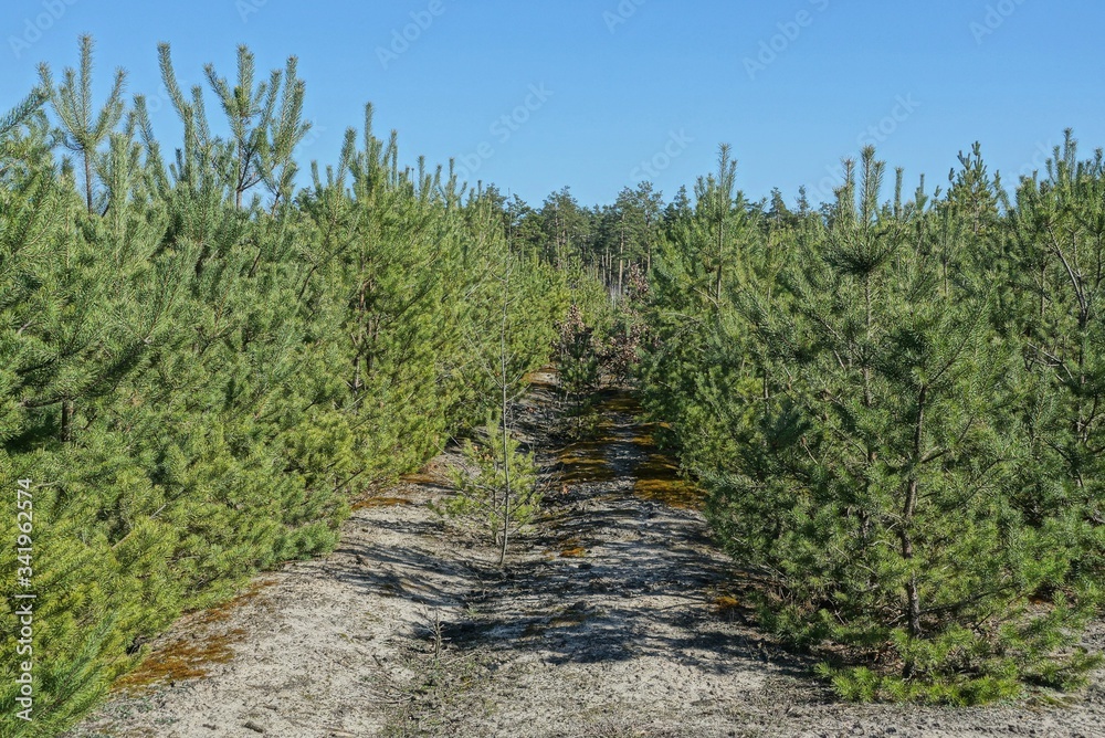 a row of small green coniferous pines  in the forest on a sunny day