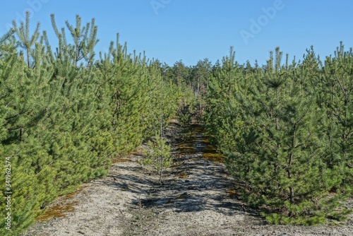 a row of small green coniferous pines in the forest on a sunny day