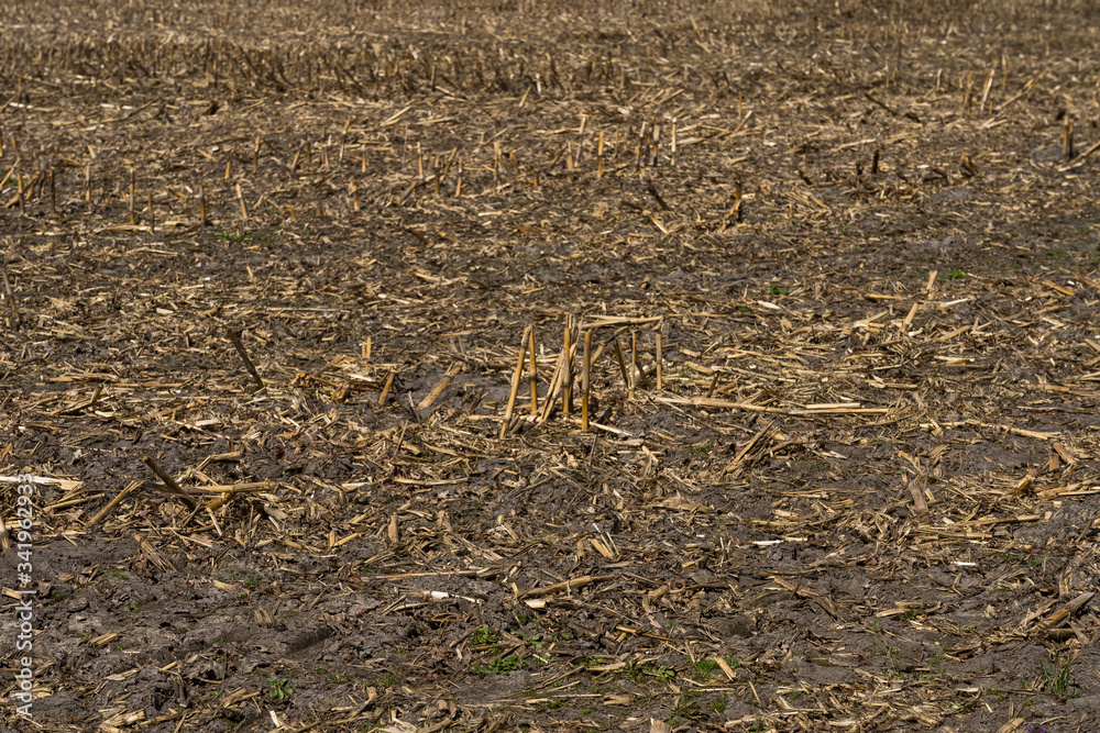 custom made wallpaper toronto digitalNatur Münsterland Outdoor