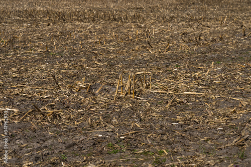 Wallpaper Mural Natur Münsterland Outdoor Torontodigital.ca