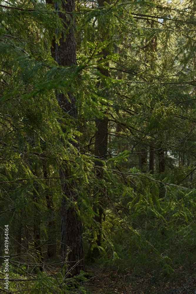 Fototapeta premium Schwarzwald Wald Baden-Württemberg Natur