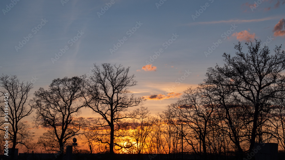 A silhouette view of trees in sunset time.