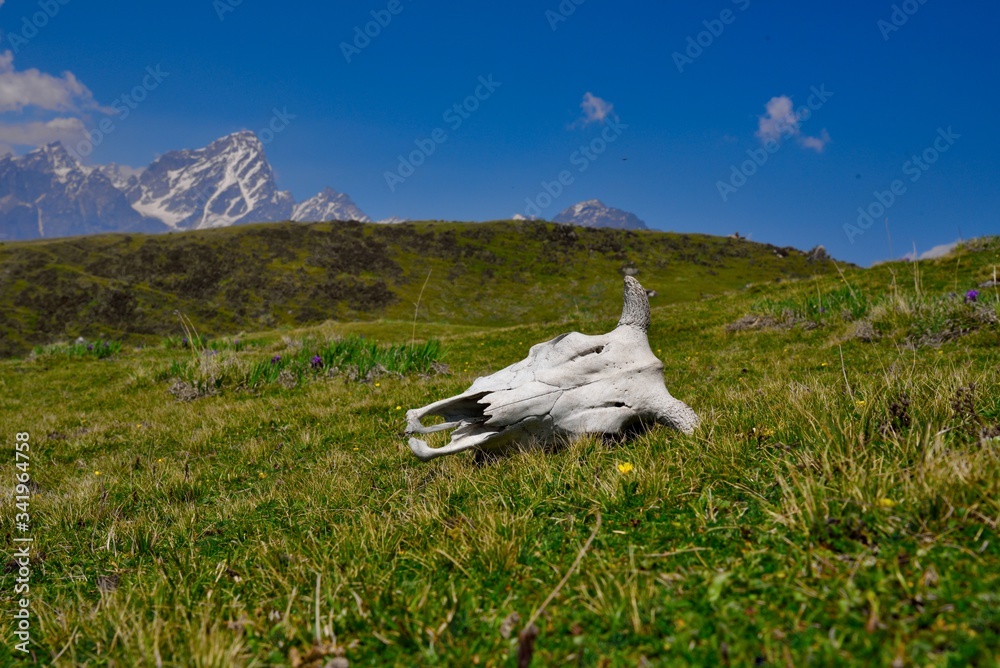 Fototapeta premium skull of cow