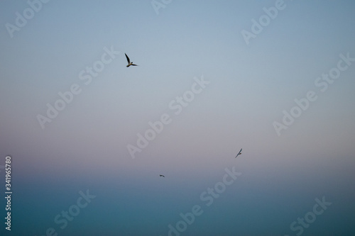 A bird flying in the sky. Sunset. Pink-blue sky with a gradient. Beautiful background, high quality.