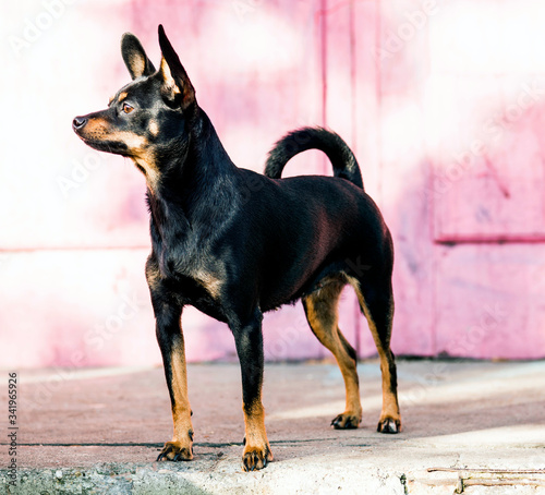 Black dog of toy terrier breed posing against a pink wall © julijacernjaka