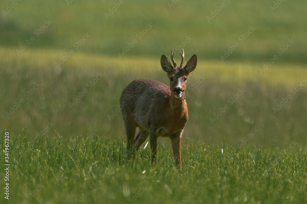 Naklejka premium deer in the meadow