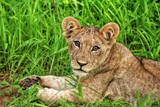 lion cub in the grass