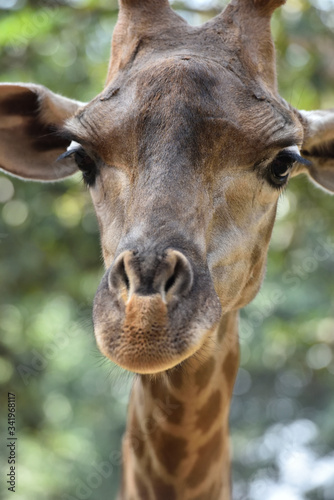 Close up of cute Giraffe © Tonic Ray Sonic