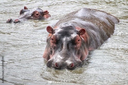 Tablou canvas hippopotamus in the river