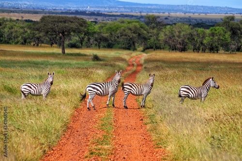 zebra crossing in the grass